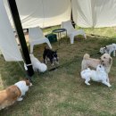 멍멍캐슬 이미지