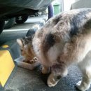 지오마켓 이미지