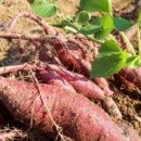 하신농장 이미지