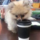 아지와 양이 이미지