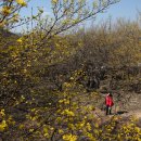 지리산산수유 이미지