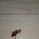 로취사이언스