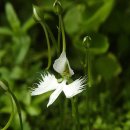 7월 30일의 꽃은 '해오라비난초 (White-egret flower)', 이미지