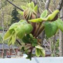 양씨삼강문 이미지