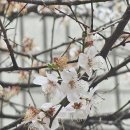 영동소금구이 - 서초구 남부순환로347길 59 | 영동소금구이 논현역 차돌삼합 이용후기
