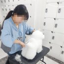 평택애견미용학원 이미지