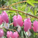 꽃들의 향연 이미지