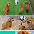 개님살롱레이크사이드 이미지