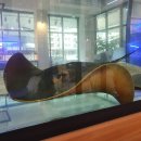 리틀 블루문 이미지