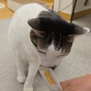 츄라잇 | 굿포펫 츄라잇 고양이 짜먹는 영양제 스틱 내돈내산후기