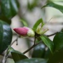 가덕도 동백군락지 이미지