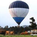 비앤에프스포츠 Daum카페