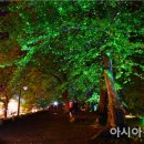 담양대나무축제 이미지