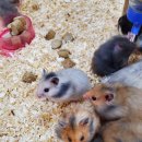 로던트클럽 화정 본점 이미지