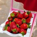 일대농장(2) | #성연딸기체험농장, 일산 딸기체험 아이와 딸기따기 봄나들이 후기 :-)