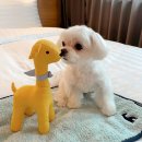 펫 프렌들리 호텔 이미지