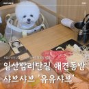 유유샤브 - 고양시 일산동구 산두로 137 | [일산 밤리단길 맛집] 유유샤브 애견동반 방문 솔직후기! 깔끔한 샤브샤브 추천