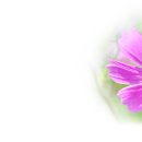 분홍 코스모스 꽃 (WSG워너비 - 눈을 감으면) 이미지