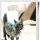 아진동물병원 이미지