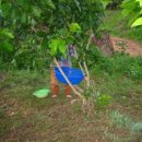 광일농장 이미지