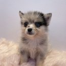 내품안의반려견광명점 이미지