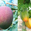 뿌리농산 - 원주시 남원로 288-6 | 뿌리농산