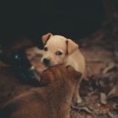 24시 수 동물메디컬센터 이미지