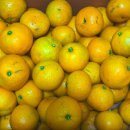 불로초교 | 타이벡감귤5kg 당도높은 산지직송 제주감귤택배 솔직후기