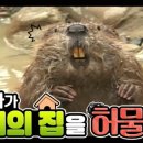 비버 이미지