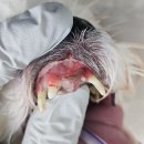 포레브동물의료센터 | 강아지 스케일링 &amp; 발치 치료 후기— 포레브 동물의료센터 치과, 마취 스케일링 + 치과 방사선 정밀 진단