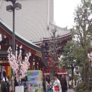 도쿄 아사쿠사3 - 센소지를 나와 스미다가와 강변에 벚꽃! 이미지