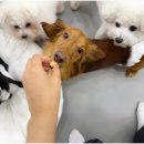 대구애견호텔 애견유치원 모여라솜뭉치 본점 이미지