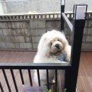 에스터로브