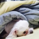 이불 속 댕댕이 이미지