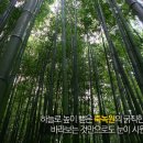 죽녹원