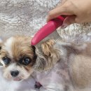 펫블리강아지&미라클고양이 | 강아지쇼핑몰 추천 PORUA｜강아지 브러쉬부터 눈꼽빗까지 반려동물 용품샵 구매 후기