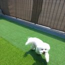 멍멍플라워 이미지