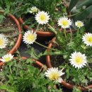 민들레 영농조합법인 이미지