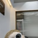 광주강아지분양 마마스미독 24시 광주봉선점 이미지