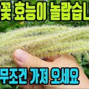 밤꽃-수명이 연장된다! 정력이 강화되고, 근육과 뼈가 튼튼해지며, 항암의 작용이 있고, 불안감과 우울증이 완화된다, 무좀에 특효약이다 이미지