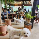 건강한고래 | 양평 옥천 한옥☕️카페 녹원｜산딸기라떼와 건강한 디저트가 좋았던 내돈내산 후기