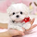 강남켄넬 이미지