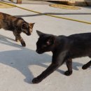 쌍둥이농장 이미지