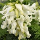 Dicentra(금낭화) 이미지