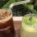 노부스테라 이미지