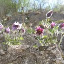 대촌마을(덕우리) 이미지