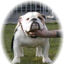 한국참피온 이미지