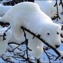 백곰