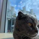 닥터각 동물병원 이미지