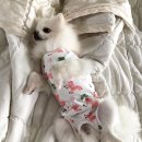 별사랑동물병원 | 남양주동물병원 별사랑에서 강아지 중성화수술 했어요